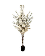 5ft cherry blossom tree
