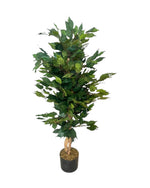 3ft ficus tree