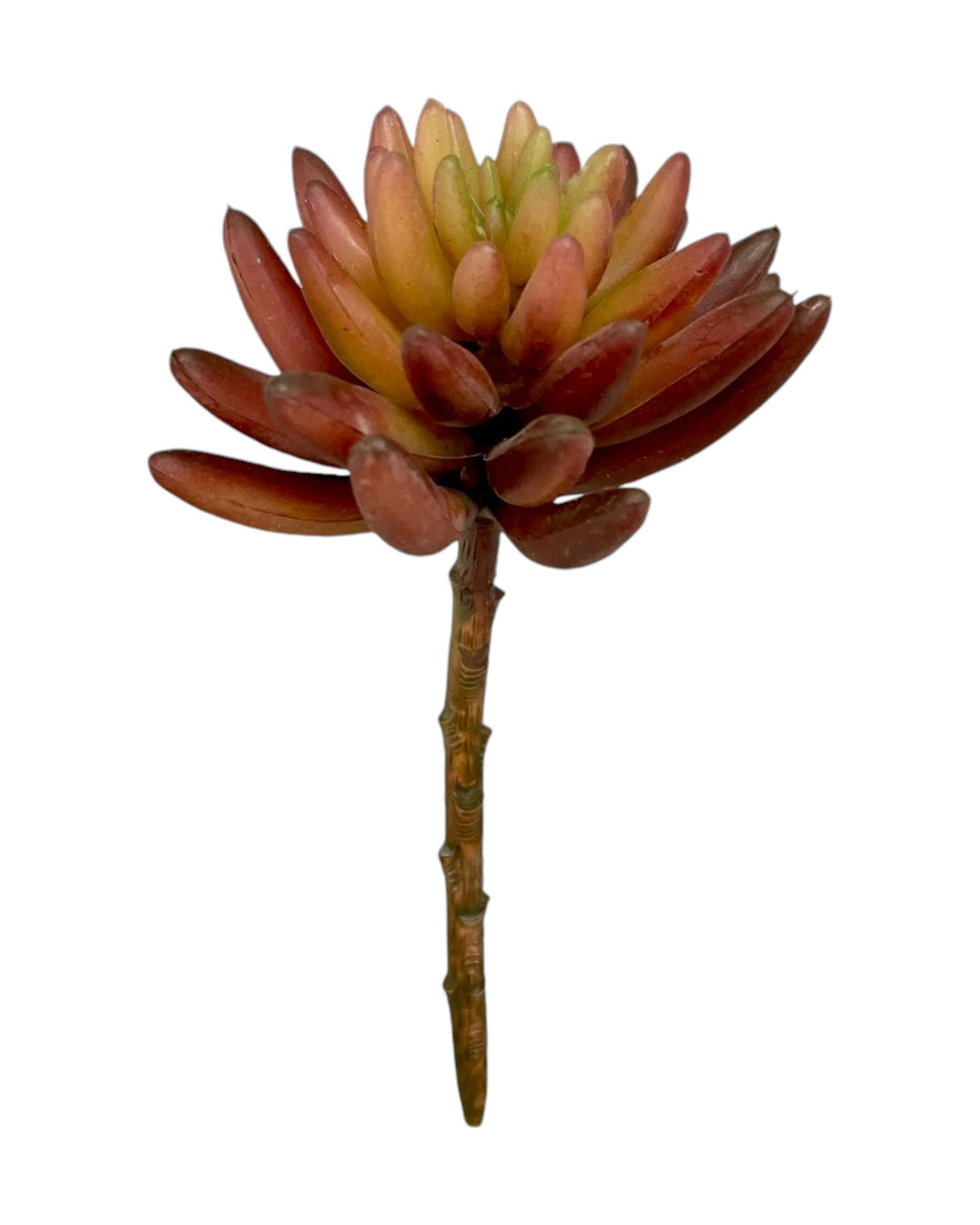 suc mini lotus star  5''