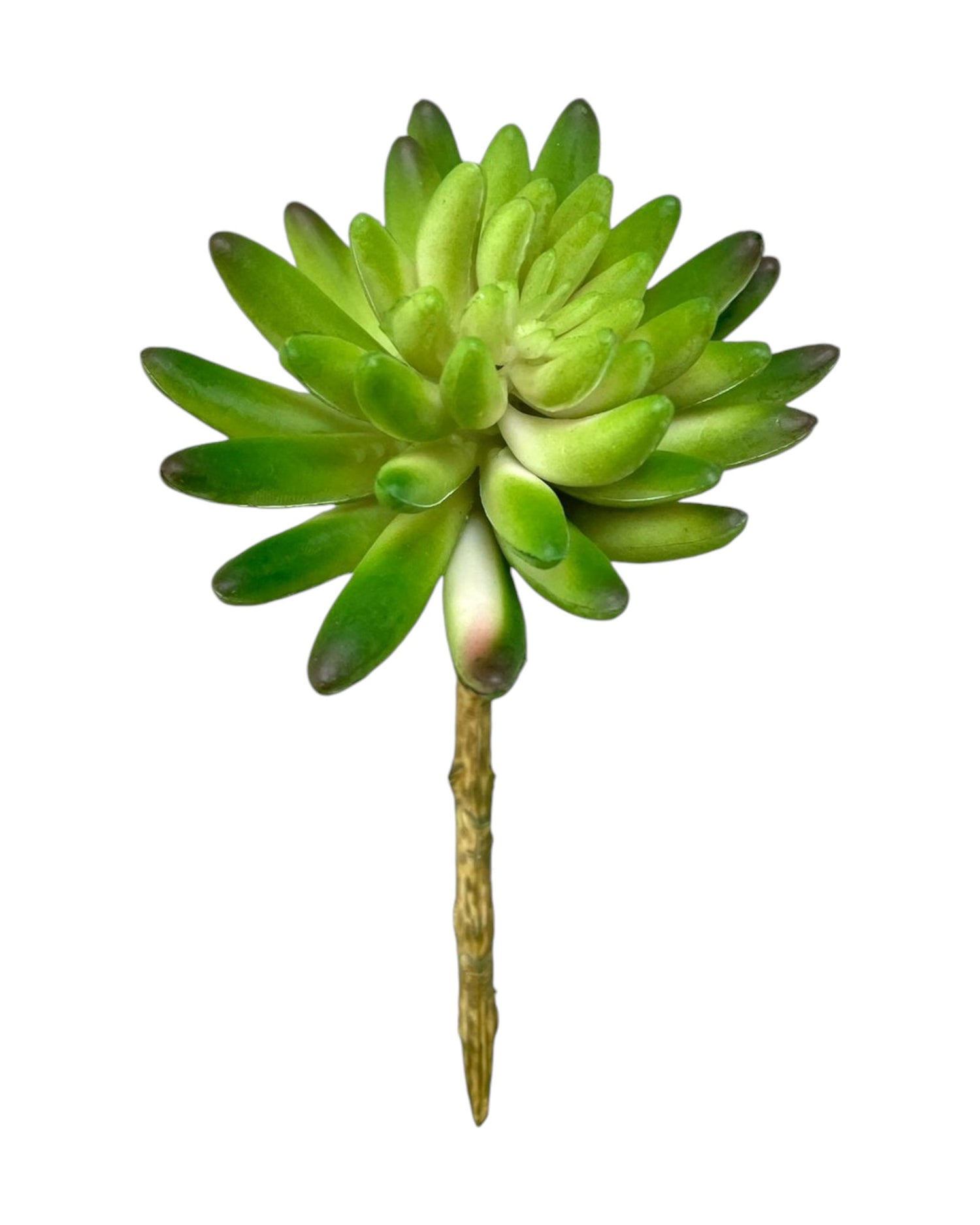 suc mini lotus star 5''