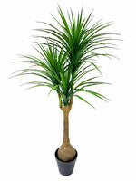 5ft dracaena tree 134lvs