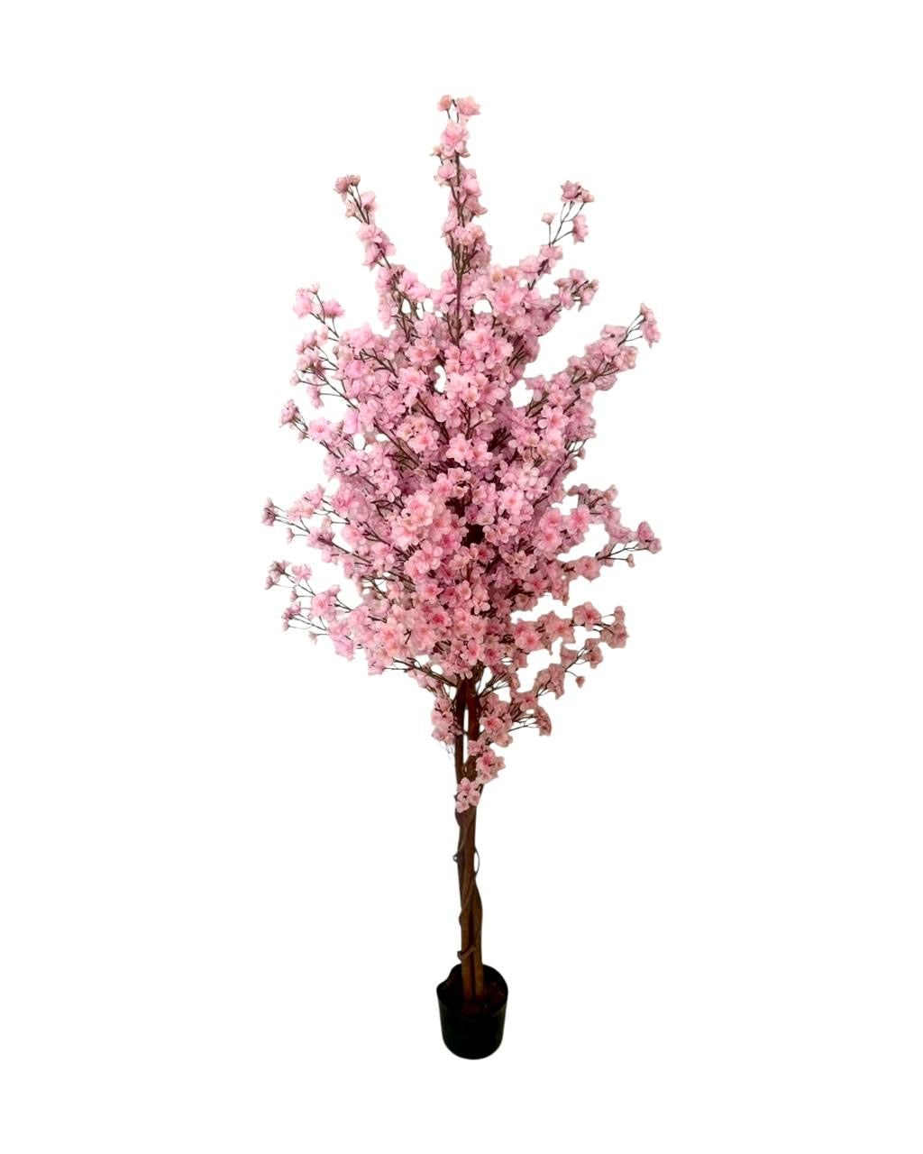 5ft cherry blossom tree