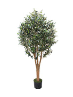 5ft olive tree