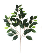 ficus leaf spray