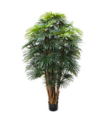 5ft palm raphis