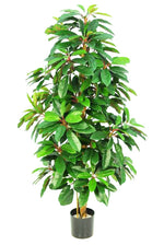 5ft schefflera tree 150cm