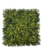 booxwood mat variegated yellow tip