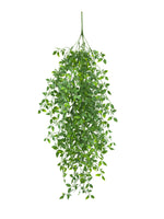 uv trachelospermum vine bush 110cm hanging