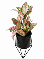 diefenbachia potted bundle