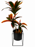 3ft dratacaena tree combo
