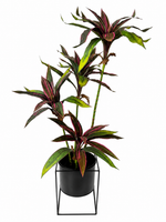 3ft cordyline plant x 4 combo