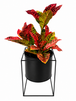croton potted bundle