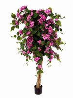 5ft bouganvillia tree 540 lvs