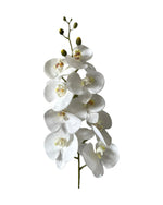 orchid phal t/feel x9