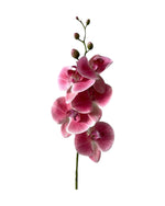 orchid phal t/feel x5