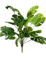 monstera bunch 68cm 18lvs