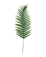 palm leaf