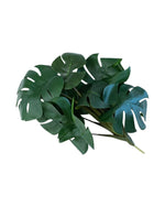 del monstera bunch 8lvs