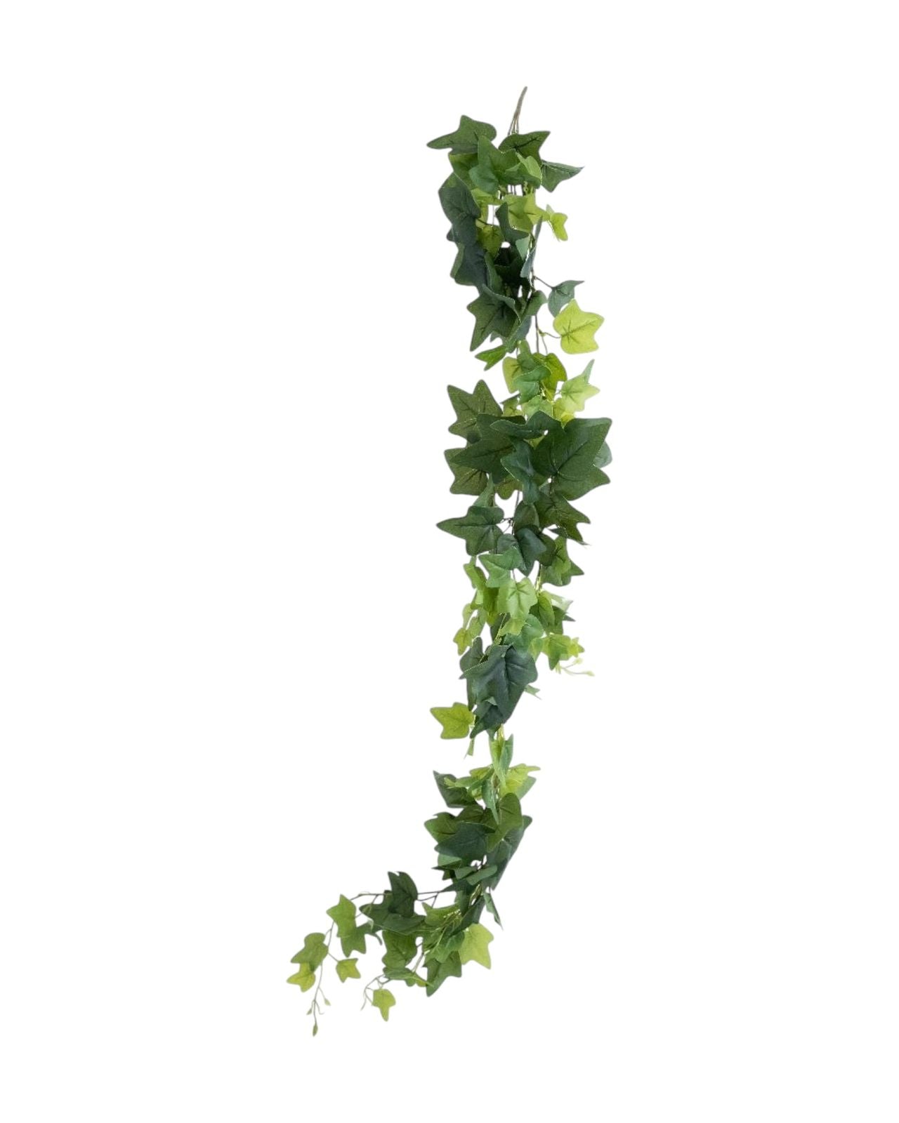 ivy 165cm hanging 184lvs
