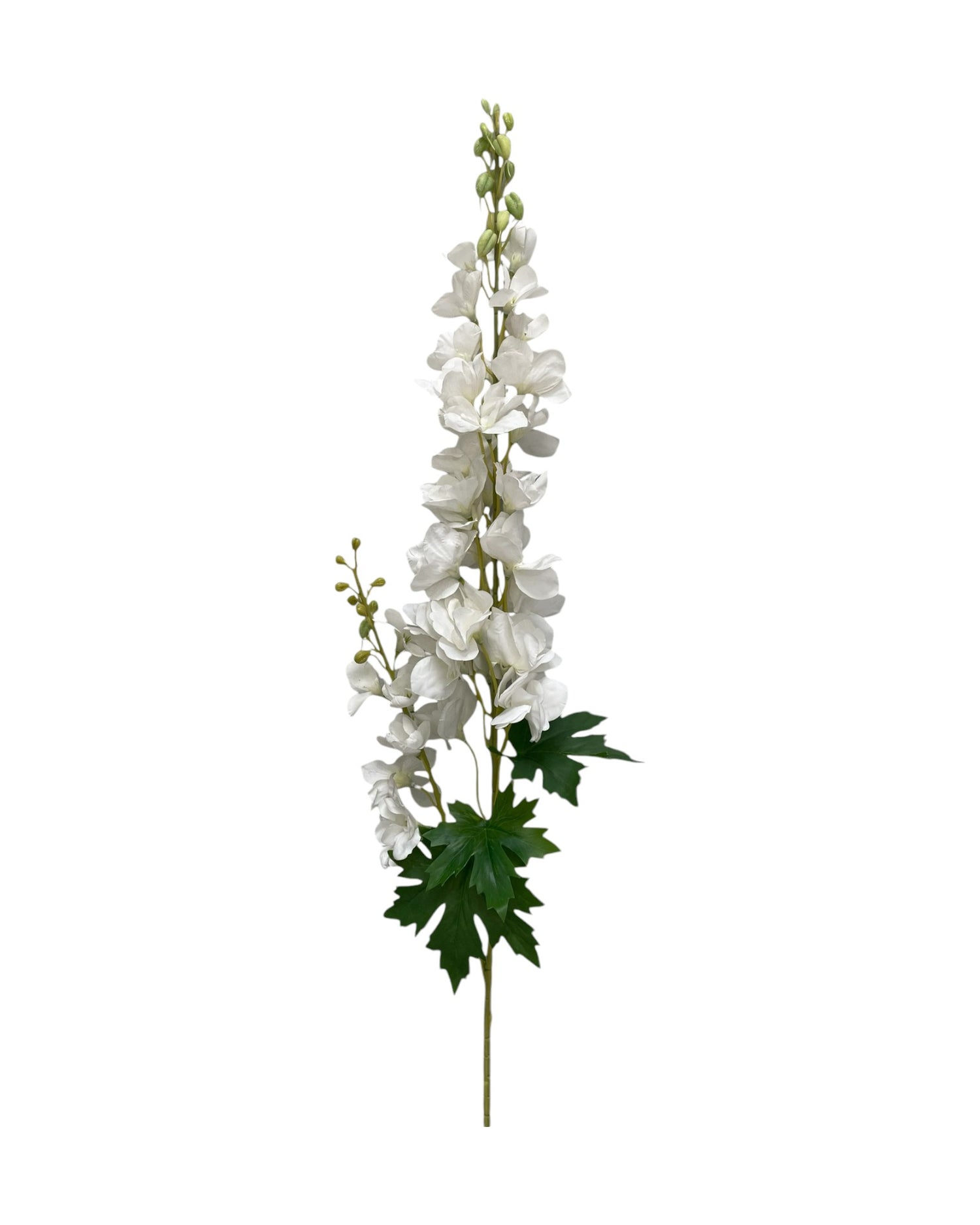 delphinium
