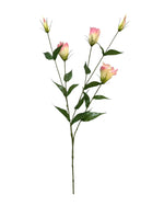 lizianthus