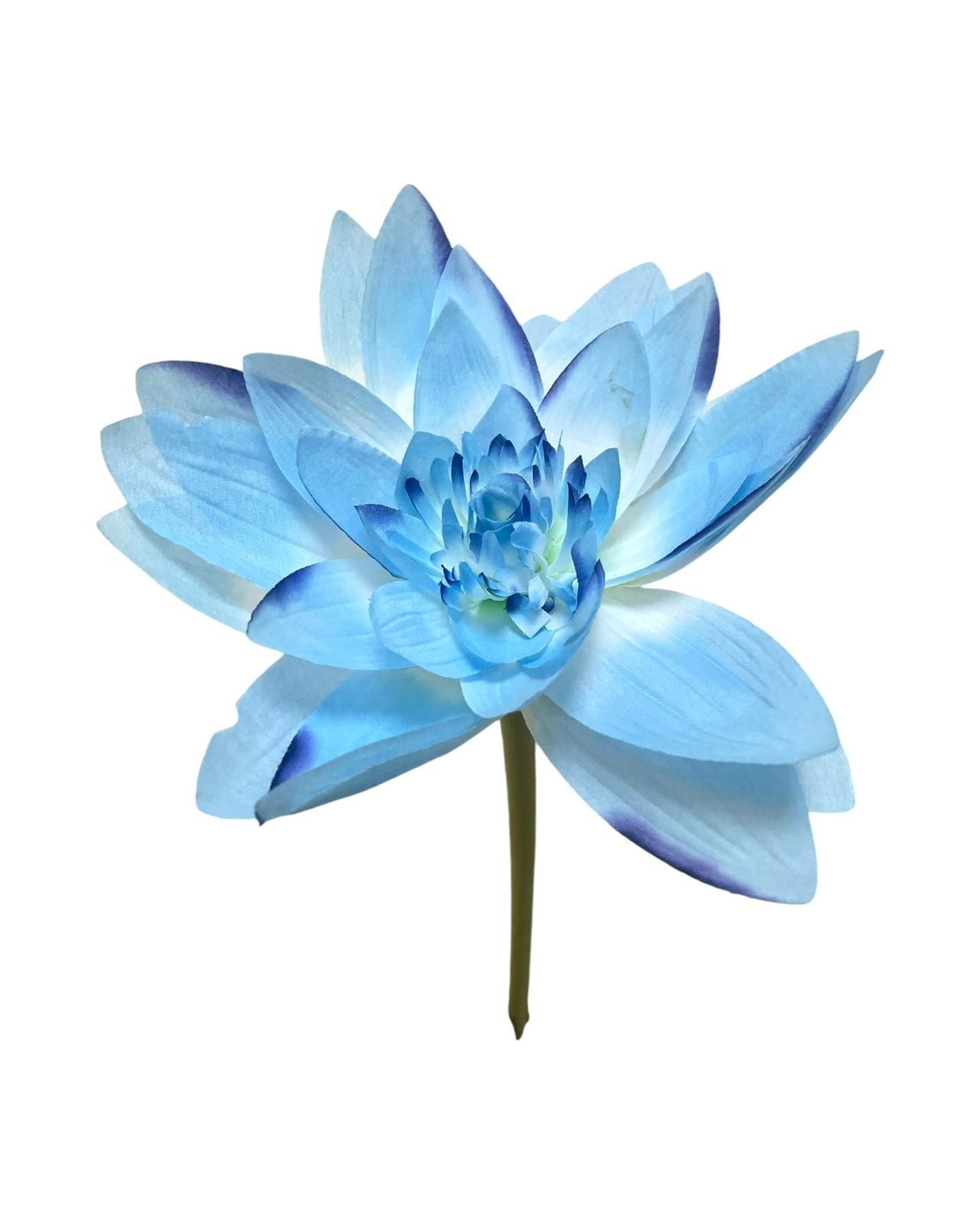 lotus flower