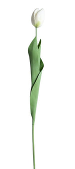 tulip 60cm
