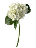 hydrangea