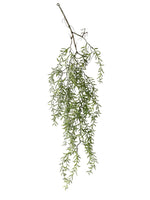 othonna tf 93cm hang bush