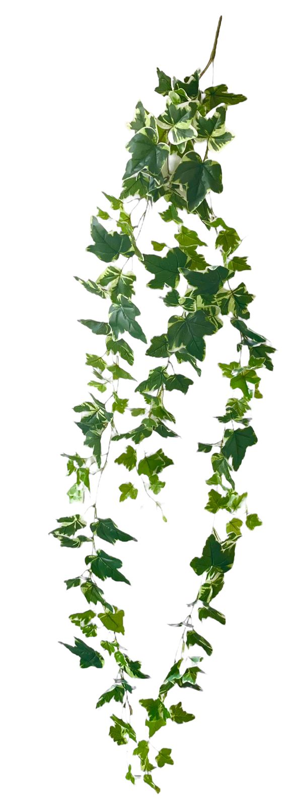 ivy 165cm hanging 184lvs