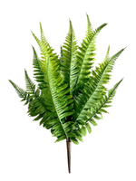 fern hanging 50cm