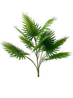 palm fan bunch 70cm 13lvs