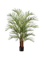 7ft areca palm multi stem 210cm