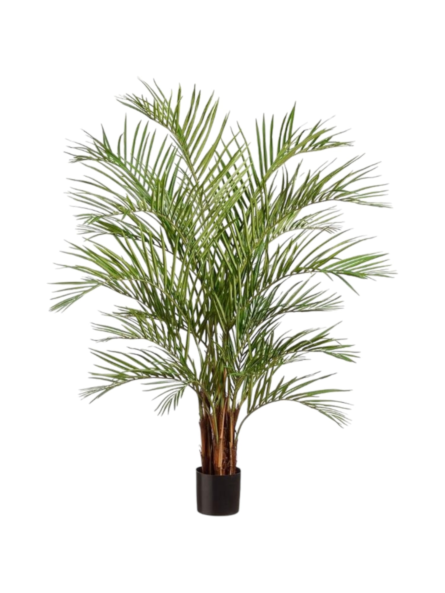 7ft areca palm multi stem 210cm