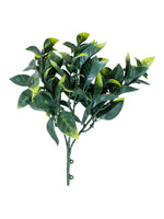 grass boq privet 24cm