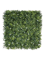 boxwood with white flower 50 x50 mat