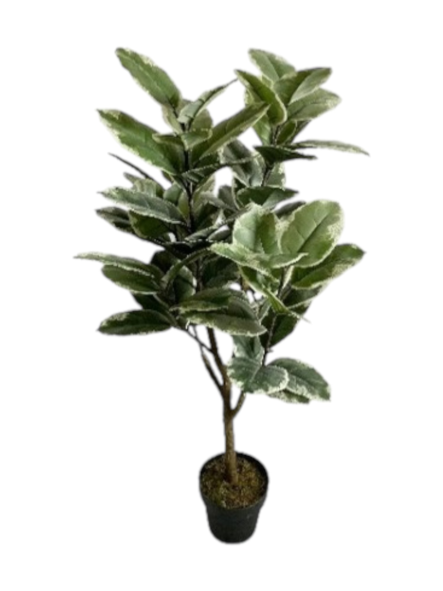 3ft oak tree 58 lvs