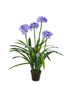 agapantha plant 90cm