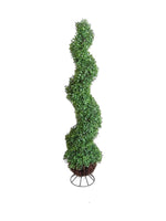 boxwood spiral