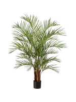 6ft areca palm multi stem 180cm