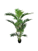 areca palm