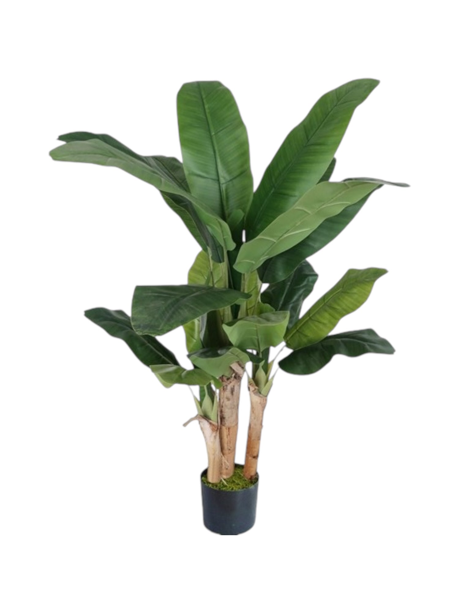 tripple banana tree