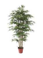 japanese bamboo
