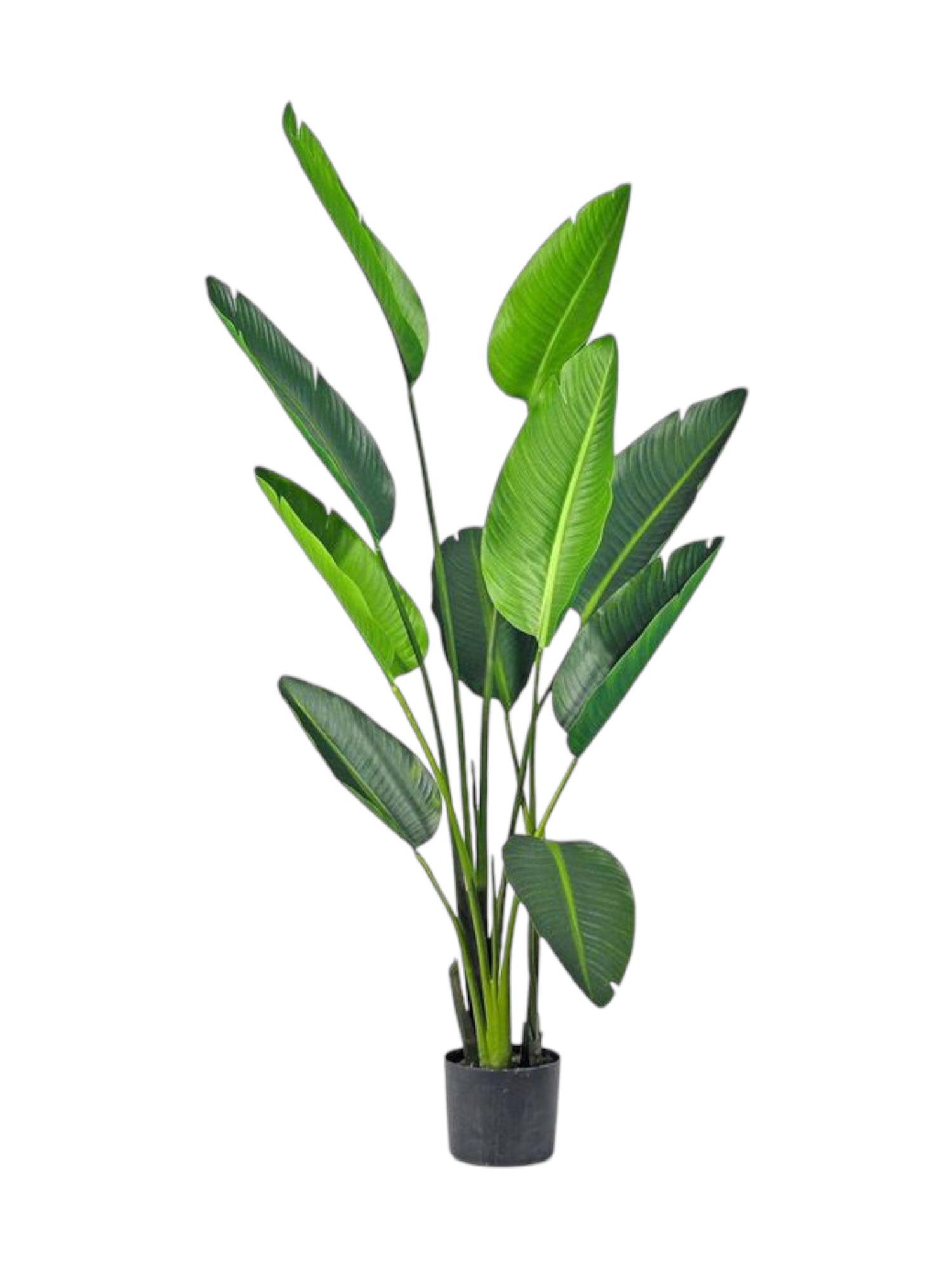 6ft travelers palm