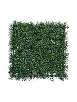 boxwood gr 50x50
