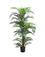 5ft areca palm ken stem