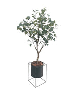 4ft eucalytus tree and black steel planter combo