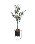 4ft olive tree and black steel planter combo