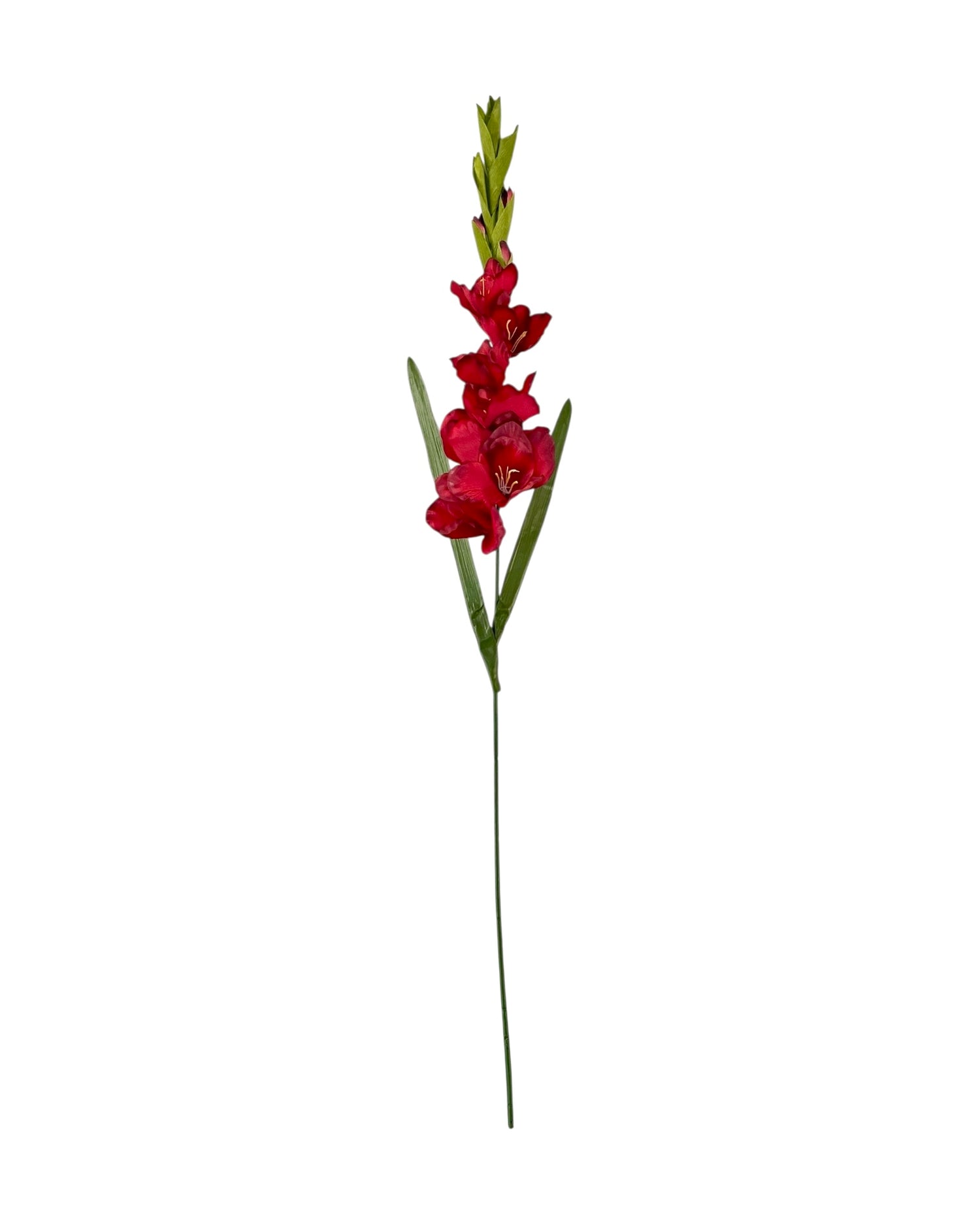 gladiolus 107cm