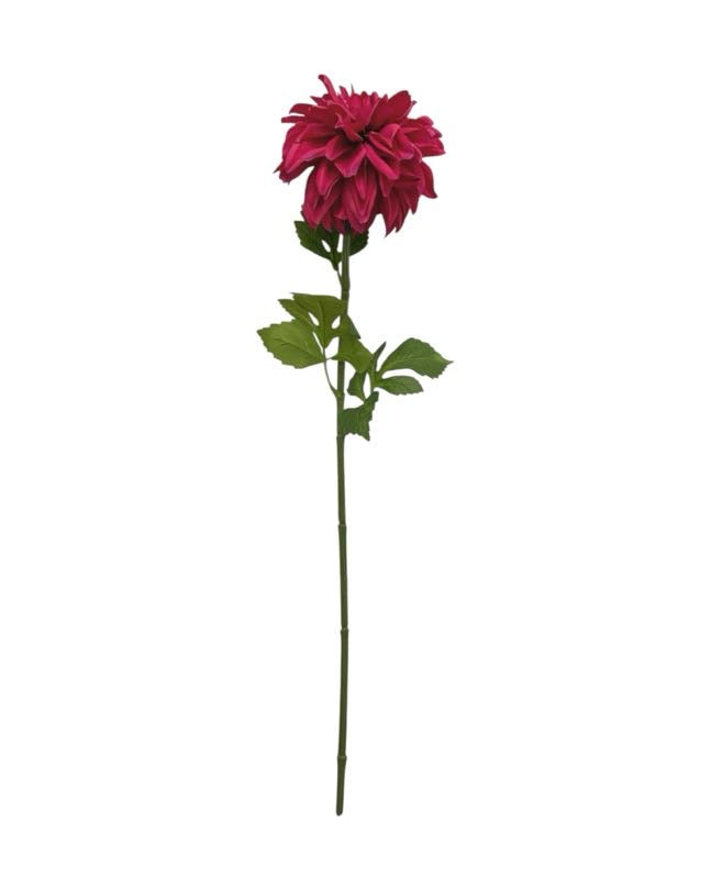 dahlia single 75cm